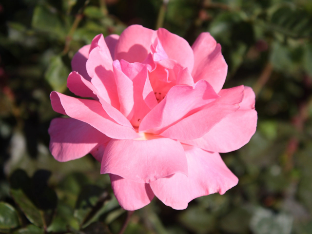 A pink carnation.