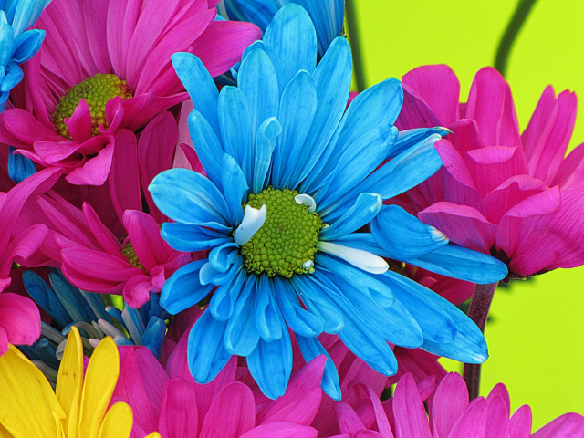 A flower pot with blue, pink and yellow flowers. Photo taken May 2024.