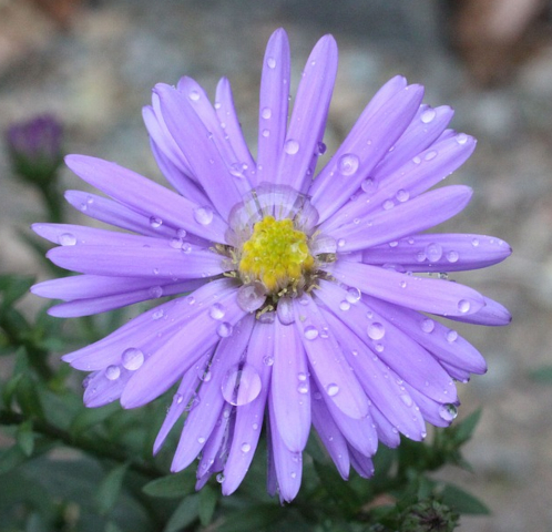 A purple daisy.