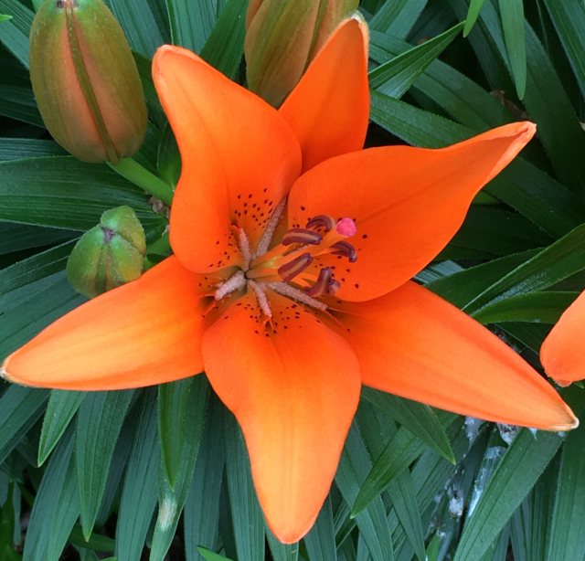 An orange flower.