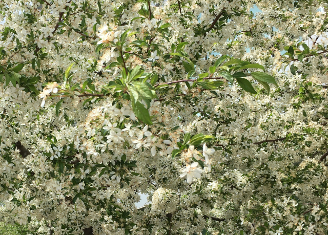 A tree with many white blossoms. Photo taken May 2024.