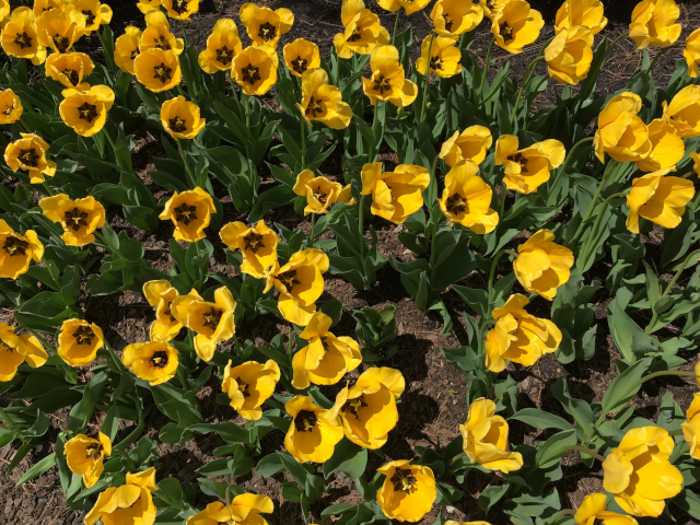 Top-down view of many yellow flowers.